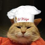 Hannah Giegerich's fat chef cat photo