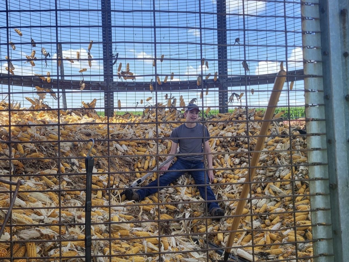Jackson Koehn shelling corn from the round crib. 